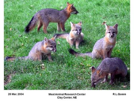 R.L.Quaas26 Mar. 2004 Meat Animal Research Center Clay Center, NE.