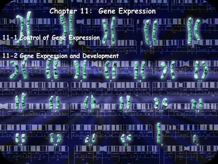 Chapter 11: Gene Expression