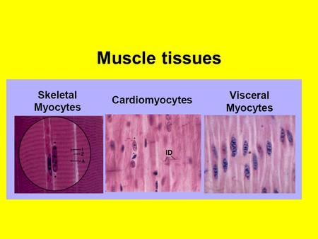 Muscle tissues. Muscle tissue Muscle cells (myocytes) are elongated and classified and or compatible as either striated muscle cells or smooth muscle.