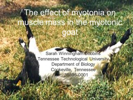 The effect of myotonia on muscle mass in the myotonic goat Sarah Winningham Dobbins Tennessee Technological University Department of Biology Cookeville,