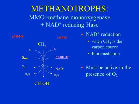 METHANOTROPHS: MMO=methane monooxygenase + NAD + reducing Hase CH 4 NADH+H + O2O2 H2OH2O NAD + O2O2 H2OH2O X ox X red sMMO pMMO CH 3 OH w NAD + reduction.