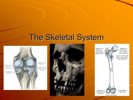 The Skeletal System. Anatomical defintions Bone Classifications Bones can vary in size and shape based upon the function that they serve within the body.