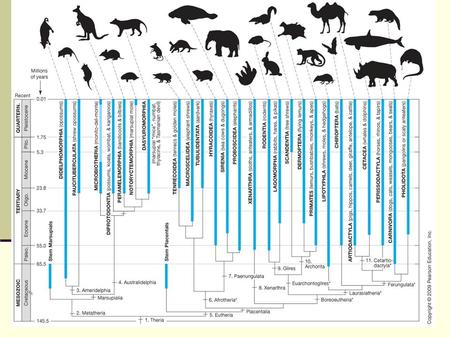 Figure 20-2. FIGURE 01: One phylogenetic hypothesis of the evolutionary relationships among the Afrotheria Adapted from Nishihara, H., et al., Mol Biol.