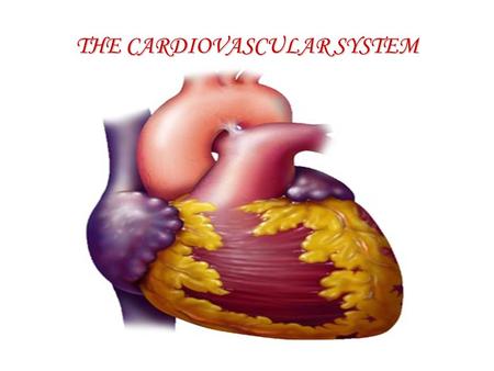 THE CARDIOVASCULAR SYSTEM