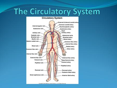 The Circulatory System