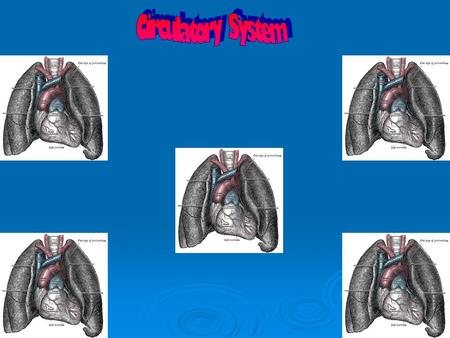 The function of the circulatory system as a whole is to transport blood to different organs around the body providing them with nutrients. The Circulatory.