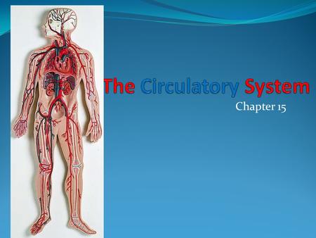 Chapter 15. The Cardiorespiratory System Includes function of the heart, blood vessels, circulation, and gas exchange, between the blood and atmosphere.