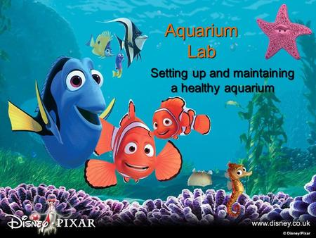 Setting up and maintaining a healthy aquarium