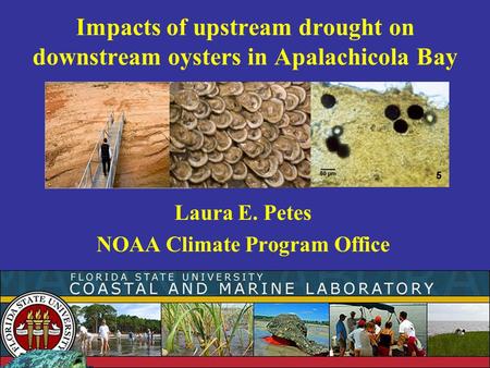 Impacts of upstream drought on downstream oysters in Apalachicola Bay Laura E. Petes NOAA Climate Program Office.