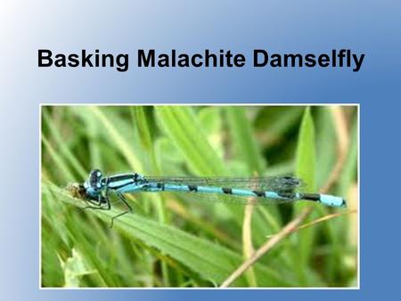 Basking Malachite Damselfly Physical Description Has a bright metallic- green body with white, powdery splashes on its head and thorax Sits with its.