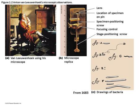 Figure 1.2 Anton van Leeuwenhoek’s microscopic observations. Drawings of bacteria Lens Location of specimen on pin Specimen-positioning screw Focusing.