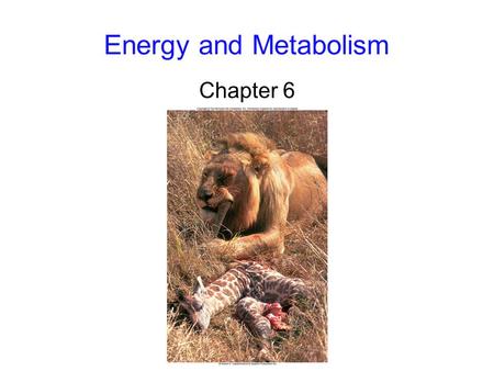 Energy and Metabolism Chapter 6.