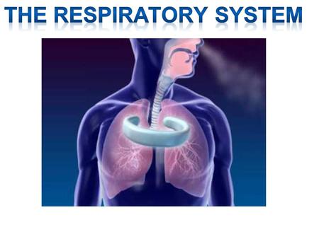 PRIMARY FUNCTIONS Exchange gases (oxygen and CO2) Produce vocal sounds Sense of smell Regulation of blood PH.