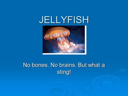 JELLYFISH No bones. No brains. But what a sting!.