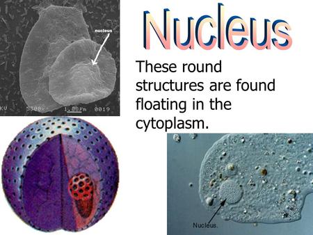 These round structures are found floating in the cytoplasm.