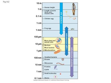 Fig. 6-2 10 m 1 m 0.1 m 1 cm 1 mm 100 µm 10 µm 1 µm 100 nm 10 nm 1 nm 0.1 nm Atoms Small molecules Lipids Proteins Ribosomes Viruses Smallest bacteria.