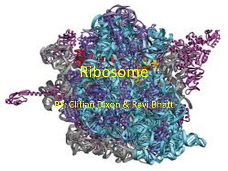 Ribosome BY: Clifian Dixon & Ravi Bhatt. Location in the cell Ribosomes are mainly found bound to the endoplasmic reticulum and the nuclear envelope,