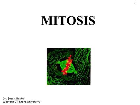 MITOSIS 1 Dr. Susan Maskel Western CT State University.