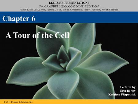 LECTURE PRESENTATIONS For CAMPBELL BIOLOGY, NINTH EDITION Jane B. Reece, Lisa A. Urry, Michael L. Cain, Steven A. Wasserman, Peter V. Minorsky, Robert.