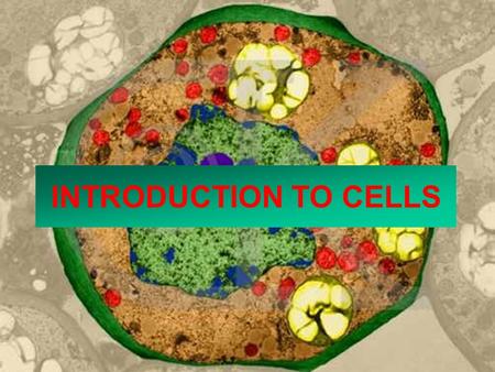 INTRODUCTION TO CELLS. Robert Hooke naturalist, philosopher, inventor, architect.... (July 18, 1635 - March 3, 1703) He was the first person to use the.