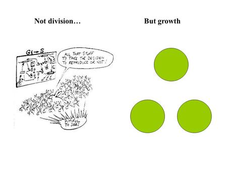 Not division…But growth. Cells must grow PI3K GFR Akt Rheb Ras mTOR Tuberin/ Hamartin PTEN Neurofibromin Tuberous sclerosis complex Neurofibromatosis.