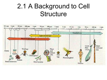 2.1 A Background to Cell Structure. Cell Theory 1. All known living things are made up of cells. 2. The cell is structural & functional unit of all living.