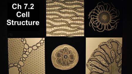 Ch 7.2 Cell Structure.