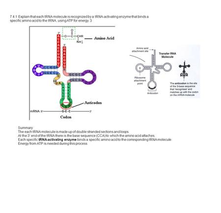 7.4.1 Explain that each tRNA molecule is recognized by a tRNA-activating enzyme that binds a specific amino acid to the tRNA, using ATP for energy. 3 Summary: