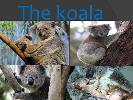 The koala. Taxonomic classification Kingdom: Animalia Phylum: Chordata Class: Mammalia Order: Diprotodontia Family: Phascolartidae Genre: Phascolartos.