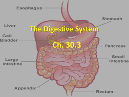 The Digestive System Ch. 30.3. Feed Me! Digestive system uses mechanical and chemical energy to break organic material Digestive system uses mechanical.