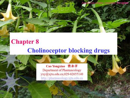 1 Chapter 8 Cholinoceptor blocking drugs American origin, contains Atropine Cao Yongxiao 曹永孝 Department of Pharmacology