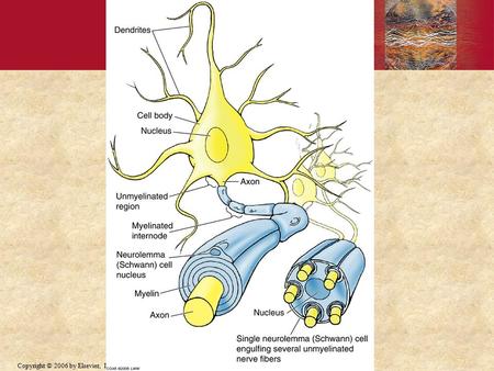 Copyright © 2006 by Elsevier, Inc..