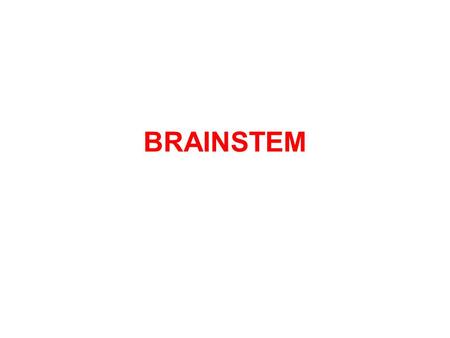 BRAINSTEM.