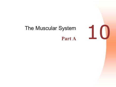 10 The Muscular System Part A. Interactions of Skeletal Muscles  Skeletal muscles work together or in opposition  Muscles only pull (never push)  As.