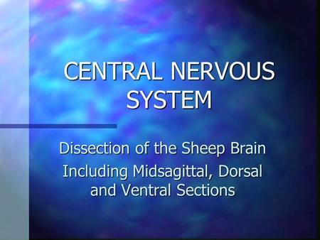 CENTRAL NERVOUS SYSTEM