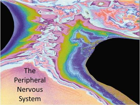 The Peripheral Nervous System