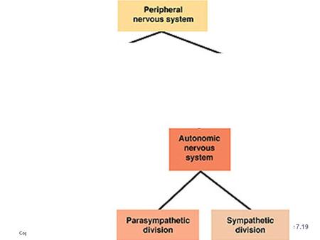 Copyright © 2006 Pearson Education, Inc., publishing as Benjamin Cummings Figure 7.19.