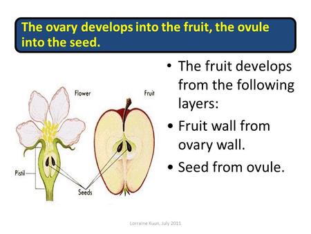 The ovary develops into the fruit, the ovule into the seed. The fruit develops from the following layers: Fruit wall from ovary wall. Seed from ovule.