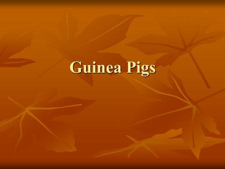 Guinea Pigs. Varieties Abyssinian – Hair is made up of swirls called rosettes Abyssinian – Hair is made up of swirls called rosettes American – Short.