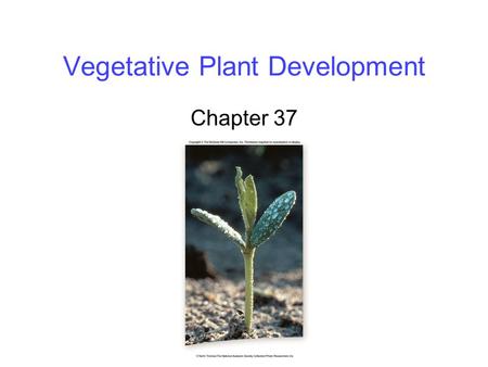 Vegetative Plant Development