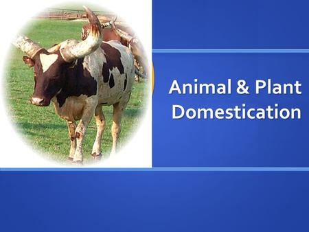 Animal & Plant Domestication. What does it take for an animal to be domesticated? Flexible Diet Flexible Diet Reasonably fast growth rate Reasonably fast.