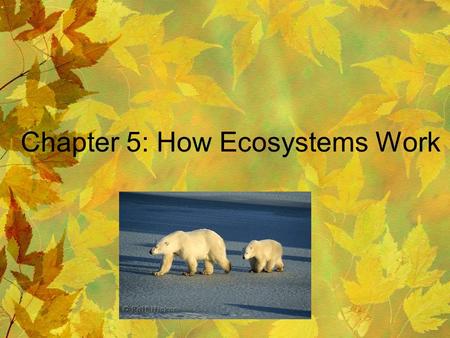 Chapter 5: How Ecosystems Work