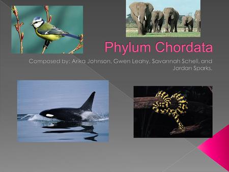  Chordates are heterotrophic- they can’t make their own food.  They reproduce sexually instead of asexually.  All Chordates have a notochord (pliable.