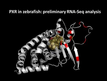 PXR in zebrafish: preliminary RNA-Seq analysis. SRP Project 5: Developmental Toxicity of non-Dioxin-like PCBs and Chemical Mixtures John Stegeman, PI.