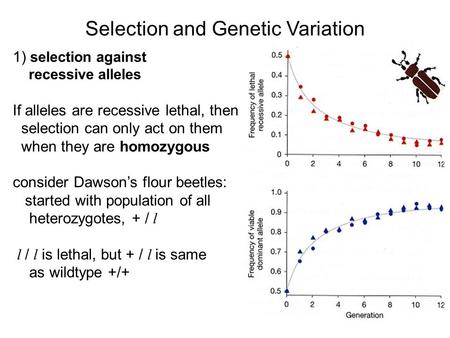 Selection and Genetic Variation