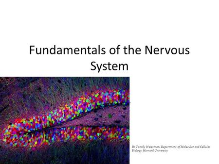 Fundamentals of the Nervous System