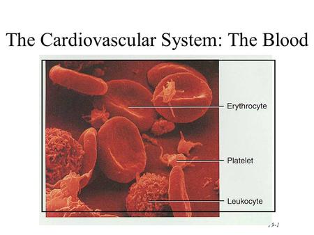 The Cardiovascular System: The Blood