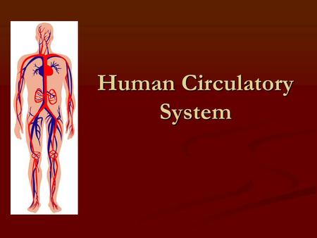 Human Circulatory System