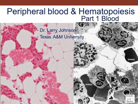 Peripheral blood & Hematopoiesis