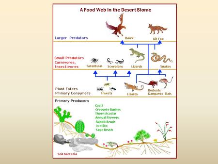 Two populations interacting: Species 1 Species 2 Effect of species 1 density on species 2 per cap. growth rate Effect of species 2 density on species.